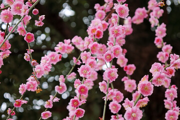 満開の枝垂れ梅