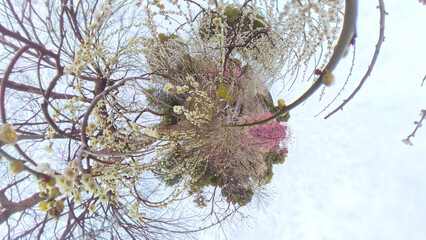 満開の枝垂れ梅 リトルプラネット