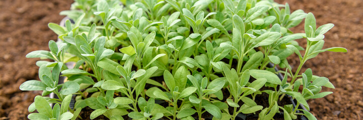 Obraz premium Young matthiola incana or stock flower seedlings growing in a seedling tray. Healthy stock seedlings ready to be planted in a flowerbed.