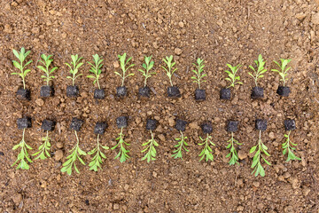 Young matthiola flower seedlings in soil blocks laid out on a flower bed ready for spring planting.