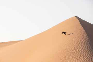 Black crow flying in Liwa desert in fog during sunrise hours.
