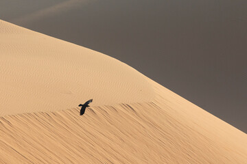 Black crow flying in Liwa desert in fog during sunrise hours.