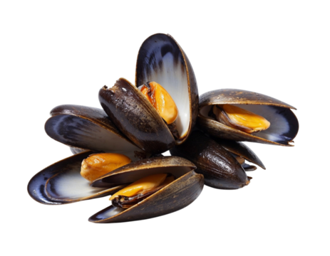 mussels on white background