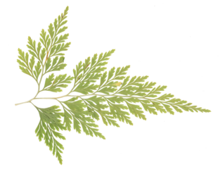 dried pressed rabbit foot fern cut off