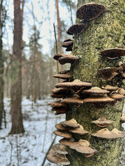 mushrooms on the trunk of a tree