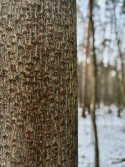 the texture of the tree bark