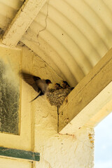 Swallow Feeding Chicks in Nest