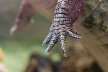 Close-up of a paw with crocodile claws in the water. Zoo concept, animal protection, wildlife