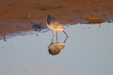 Wader Bird