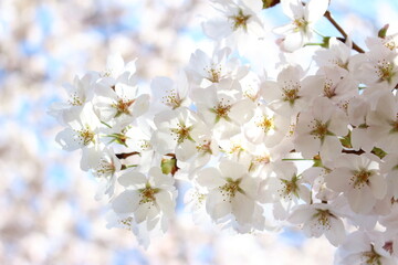 Obraz premium 日本の春の象徴的な花「桜」卒業、入園、入学、新学期、夜桜、桜まつり、お花見をイメージした満開な時期の美しいソメイヨシノ