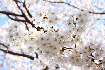 日本の春の象徴的な花「桜」卒業、入園、入学、新学期、夜桜、桜まつり、お花見をイメージした満開な時期の美しいソメイヨシノ

