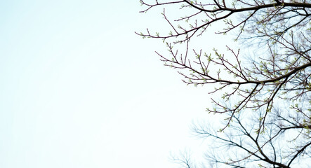 Obraz premium delicate tree branches with vibrant green leaves against a pale sky