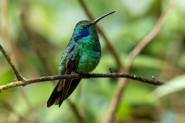 kolibri, bird, green, fliegender, natur, wild lebende tiere, bunt, tropisch, wild, flügel, schnabel, costa rica