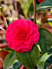 pink rose in garden