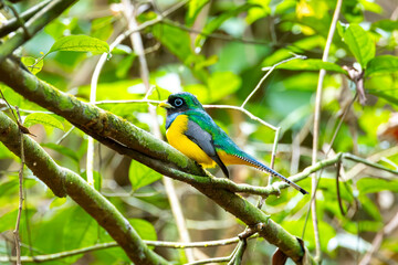 Black-throyted Trogon, bird, wild lebende tiere, tier, natur, wild, schnabel, baum, ast, feather, costa rica, exotisch, dschungel, gelb, schön, bunt, blau, green