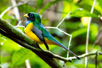 Black-throyted Trogon, bird, wild lebende tiere, tier, natur, wild, schnabel, baum, ast, feather, costa rica, exotisch, dschungel, gelb, schön, bunt, blau, green, 