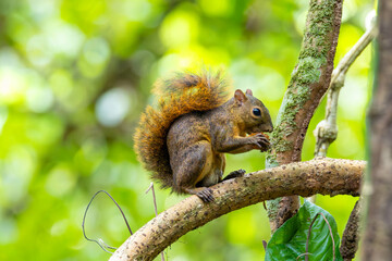 eichh&ouml;rnchen, tier, baum, natur, nager, wild lebende tiere, s&auml;ugetier, frack, fell, ast, h&uuml;bsch, wild, wald, rot, nuss, braun, essen, flaumig, costa rica