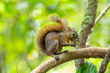 eichh&ouml;rnchen, tier, baum, natur, nager, wild lebende tiere, s&auml;ugetier, frack, fell, ast, h&uuml;bsch, wild, wald, rot, nuss, braun, essen, flaumig, costa rica