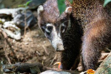 White Nosed Coati, tier, s&auml;ugetier, natur, braun, wild lebende tiere, wild, fell, costa rica
