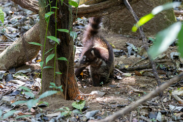 White Nosed Coati, tier, s&auml;ugetier, natur, braun, wild lebende tiere, wild, fell, costa rica