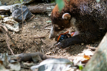 White Nosed Coati, tier, s&auml;ugetier, natur, braun, wild lebende tiere, wild, fell, costa rica