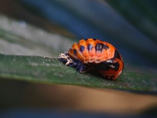colorado potato beetle on leaf