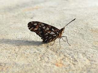 black swallowtail butterfly