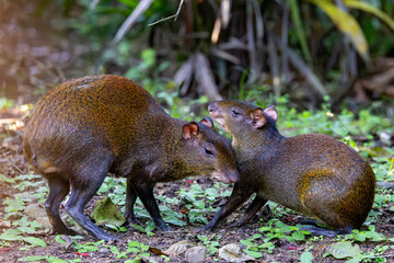 agouti, nager, tier, wild lebende tiere, wild, säugetier, wald, pelzig, hübsch, Costa Rica
