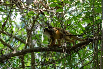 squirrel monkey, tier, säugetier, wild lebende tiere, baum, hübsch, fell, baby, gesicht, wald, ast, tropisch, costa rica