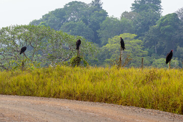 Turkey Vultures, bird, wild lebende tiere, tier, natur, wild, schnabel, baum, ast, feather, costa rica, exotisch, dschungel, greifvogel