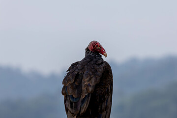 Turkey Vultures, bird, wild lebende tiere, tier, natur, wild, schnabel, baum, ast, feather, costa rica, exotisch, dschungel, greifvogel