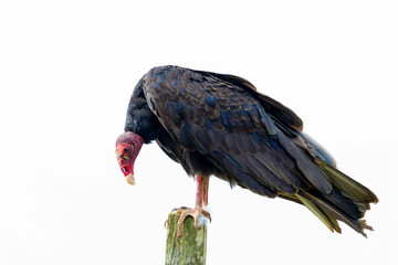 Turkey Vultures, bird, wild lebende tiere, tier, natur, wild, schnabel, baum, ast, feather, costa rica, exotisch, dschungel, greifvogel