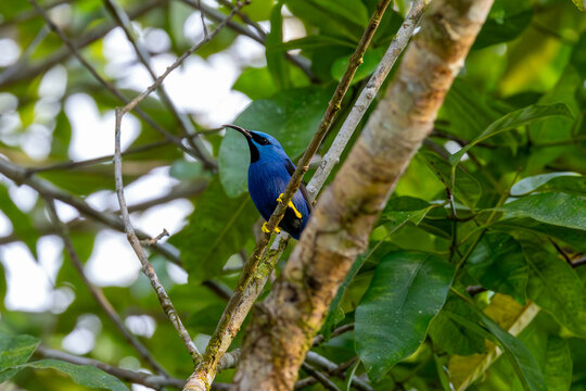 Blue Honeycreepers, bird, wild lebende tiere, tier, natur, wild, schnabel, baum, ast, feather, costa rica, exotisch, dschungel, 