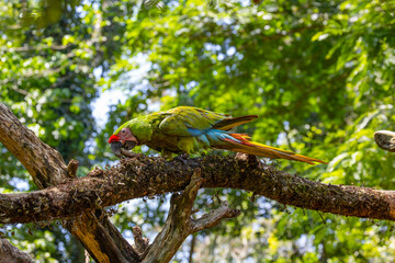 Military Macow, bird, green, tier, schnabel, tropisch, Costa Rica, baum, schön, farbe, blau, rot, exotisch, dschungel, wild lebende tiere, natur, bunt, Costa Rica