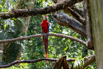 Scarlet Macaw, bird, wild lebende tiere, tier, natur, wild, schnabel, baum, ast, feather, Costa Rica, exotisch, dschungel, regenwald, costa