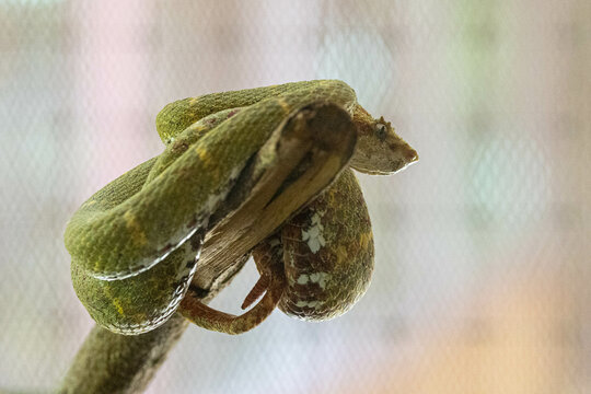 Greifschwanz-Lanzenotter, Bocaraca Comun, Snake, wild lebende tiere, tier, natur, wild, schnabel, baum, ast, feather, costa rica, exotisch, dschungel, regenwald, costa, amphibie