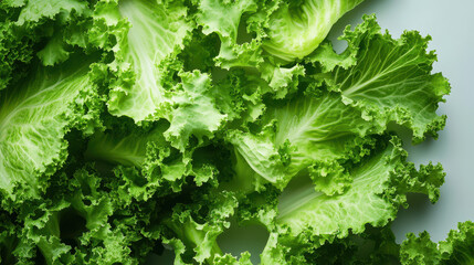 A vibrant oak leaf lettuce, its deeply lobed leaves curling in a dynamic, organic form