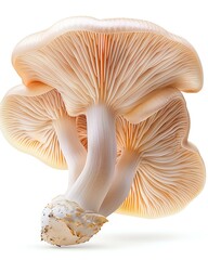 A beautifully detailed mushroom showcasing its delicate gills and smooth surface. Perfect for nature lovers and culinary enthusiasts, emphasizing the beauty of fungi.