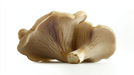 oyster mushroom on a white background