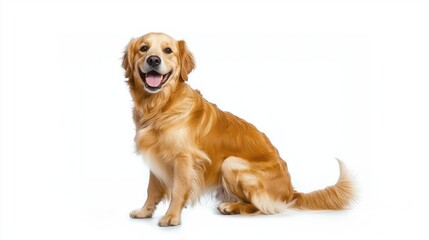 Golden retriever sitting and panting on white background, looking friendly and relaxed
