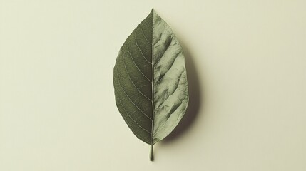 A single green leaf displayed flat against a light background.