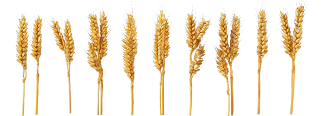 [Transparent Background PNG]Wheat Ears Isolated on White Background
