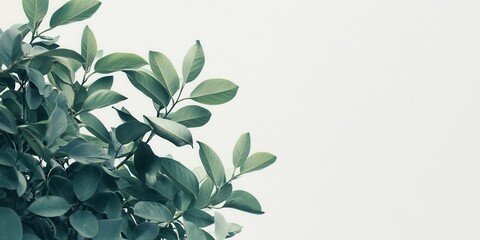 Nature's Embrace: Fresh green leaves, illuminated by soft daylight, creating a calming and refreshing scene, perfect for evoking feelings of tranquility.