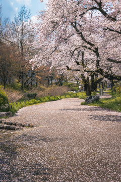 Landscape of sakura cherry blossom flower tree in full bloom with river in Negawa Green Road Tachikawa Tokyo Japan