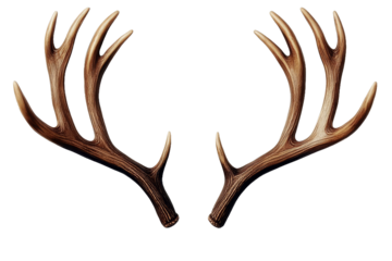[Transparent Background PNG]Pair of Beautiful Deer Antlers