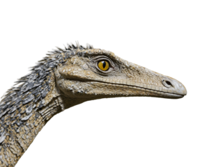 Detailed close up of a Troodon head, showcasing its intelligent and piercing gaze, ancient reptile with visible skin texture