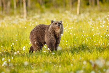 Fototapeta premium Eurasian Brown Bear (Ursos arctos arctos); cub in peat bog with cottongrass flowers