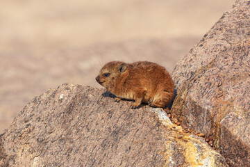  Rock Hyrax (Procavia capensis) young perched on rock, Augrabies falls national park, South-Africa