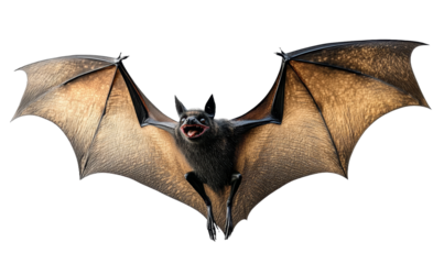 [Transparent Background PNG]Flying Bat in Mid-Air against White Background