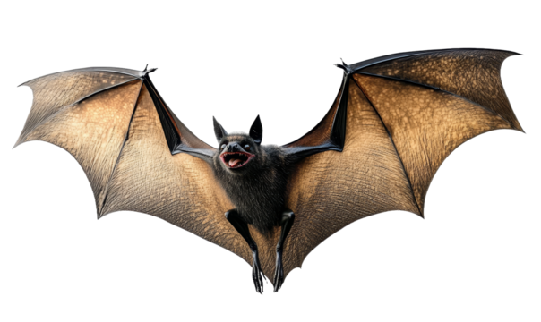 [Transparent Background PNG]Flying Bat in Mid-Air against White Background